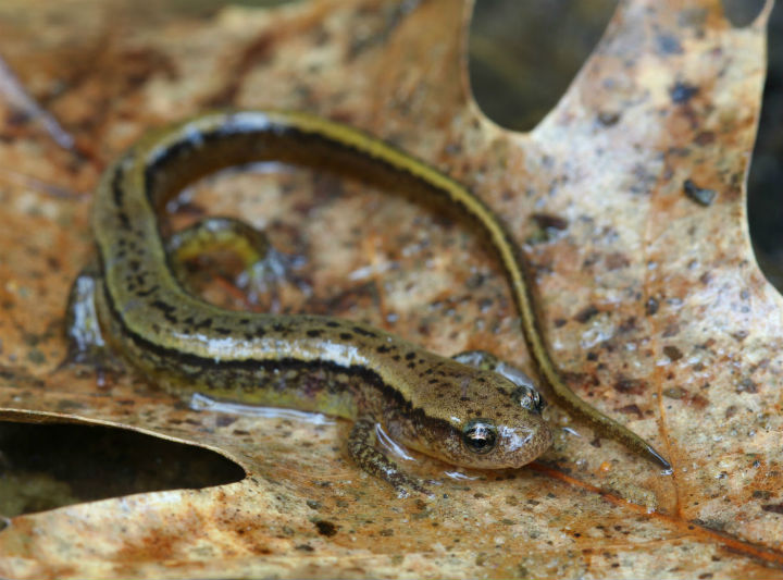 Two-lined Salamander